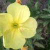 Pupalka dvouletá (Oenothera biennis)