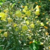 Pupalka dvouletá (Oenothera biennis)