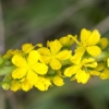 Řepík lékařský (Agrimonia eupatoria)