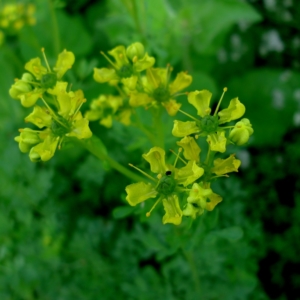 Routa vonná (Ruta graveolens)