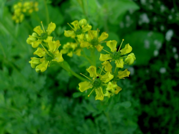 Routa vonná (Ruta graveolens)