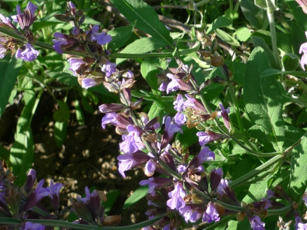 Šalvěj lékařská (Salvia officinalis)