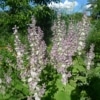 Šalvěj muškátová (Salvia sclarea)