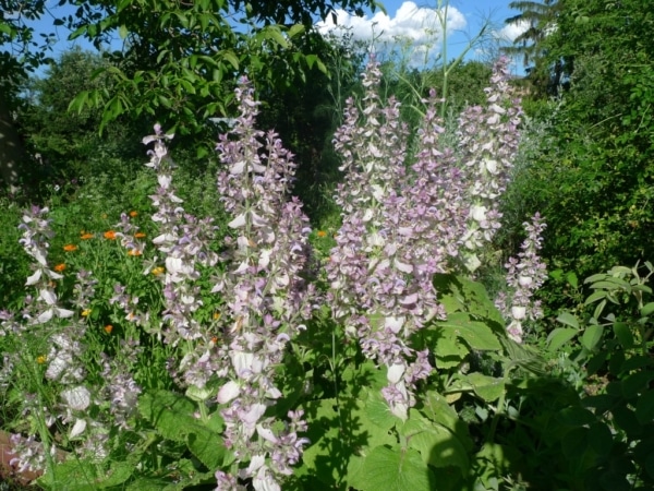 Šalvěj muškátová (Salvia sclarea)