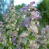 Šalvěj muškátová (Salvia sclarea)