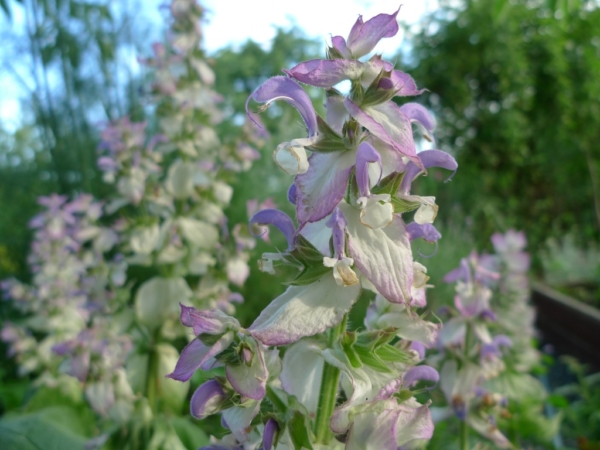 Šalvěj muškátová (Salvia sclarea)