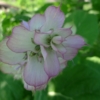 Šalvěj muškátová (Salvia sclarea)