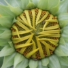 Slunečnice roční (Helianthus annuus)