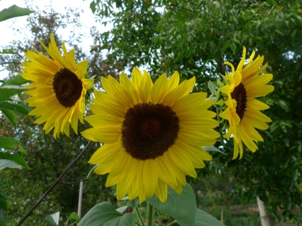 Slunečnice roční (Helianthus annuus)