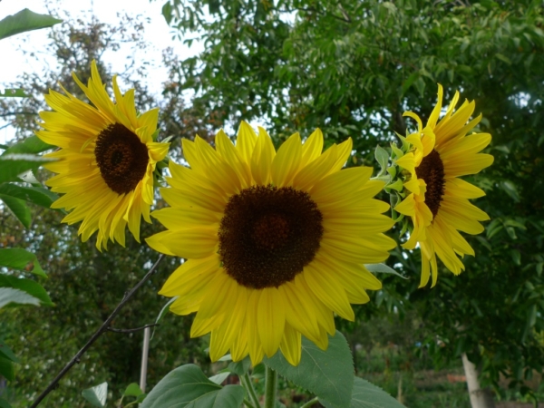 Slunečnice roční (Helianthus annuus)