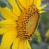 Slunečnice roční (Helianthus annuus)