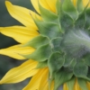 Slunečnice roční (Helianthus annuus)
