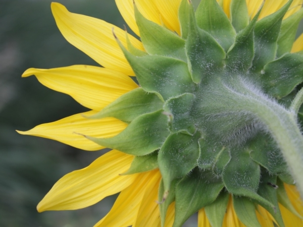 Slunečnice roční (Helianthus annuus)