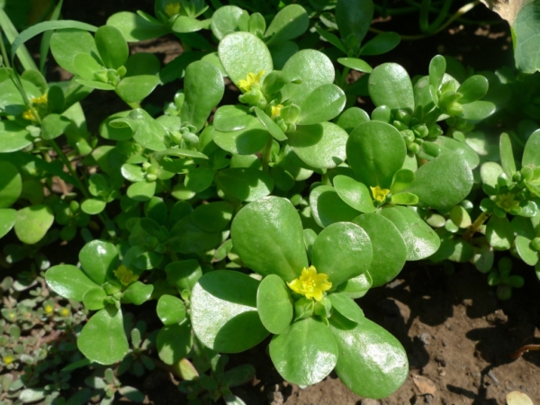 Šrucha zelná (Portulaca oleracea)