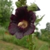 Topolovka růžová (Alcea rosea)