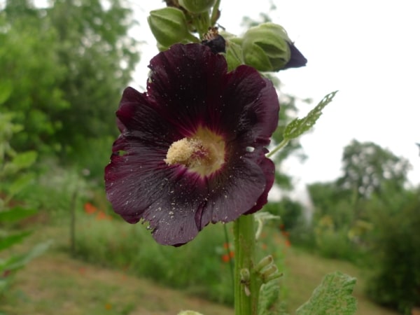 Topolovka růžová (Alcea rosea)