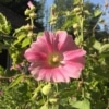 Topolovka růžová (Alcea rosea)