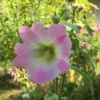 Topolovka růžová (Alcea rosea)
