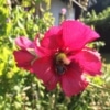 Topolovka růžová (Alcea rosea)
