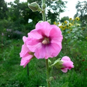 Topolovka růžová (Alcea rosea)
