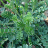 Krvavec menší (Sanguisorba minor)