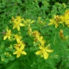 Třezalka tečkovaná (Hypericum perforatum)