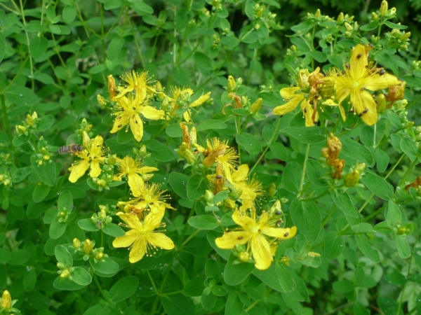 Třezalka tečkovaná (Hypericum perforatum)