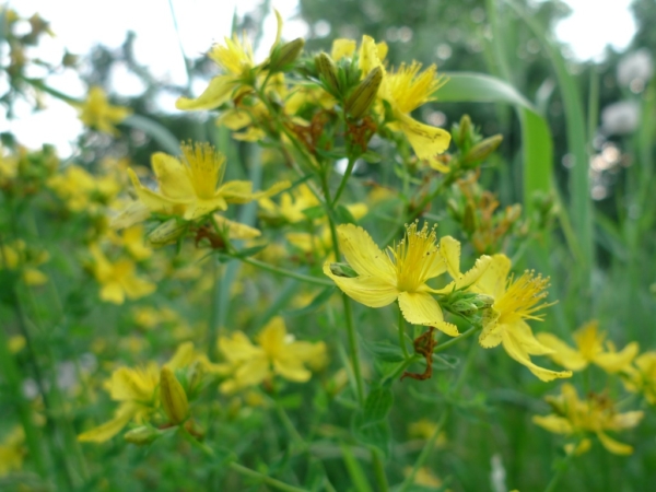 Třezalka tečkovaná (Hypericum perforatum)