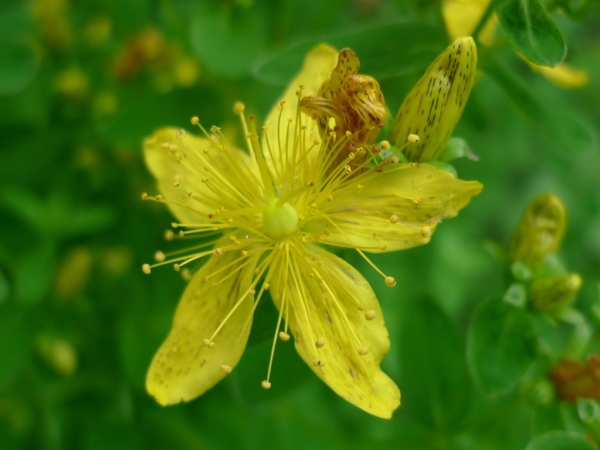 Třezalka tečkovaná (Hypericum perforatum)