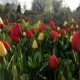 Tulipán zahradní
