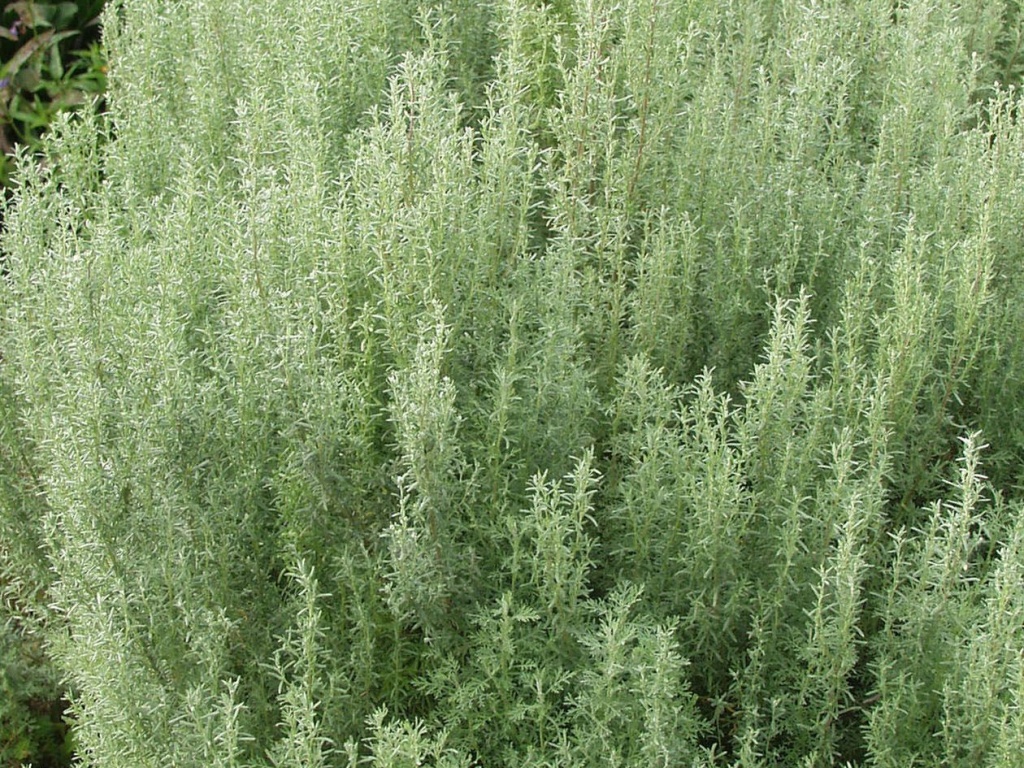 Pelyněk pontický (Artemisia pontica)
