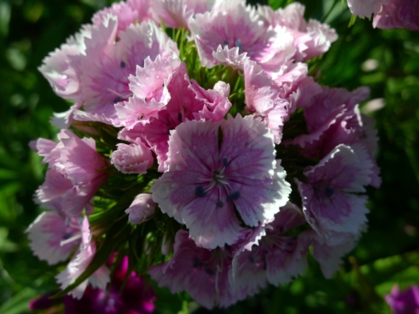 Hvozdík vousatý (Dianthus barbatus)