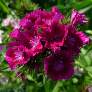 Hvozdík vousatý (Dianthus barbatus)