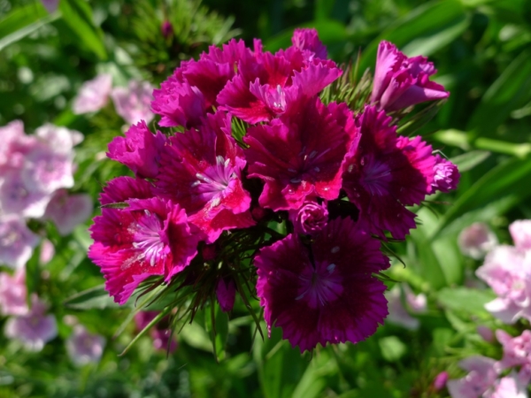 Hvozdík vousatý (Dianthus barbatus)