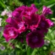 Hvozdík vousatý (Dianthus barbatus)