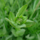 Vesnovka obecná (Cardaria draba)