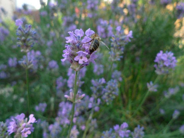 Levandule úzkolistá (Lavandula angustifolia)