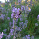 Levandule úzkolistá (Lavandula angustifolia)