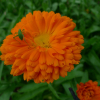 Měsíček lékařský (Calendula officinalis)