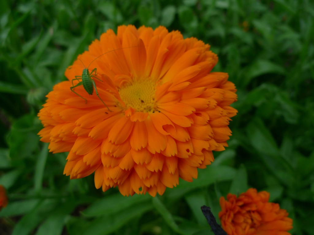 Měsíček lékařský (Calendula officinalis)