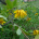 Slunečnice topinambur (Helianthus tuberosus)
