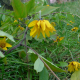 Slunečnice topinambur (Helianthus tuberosus)