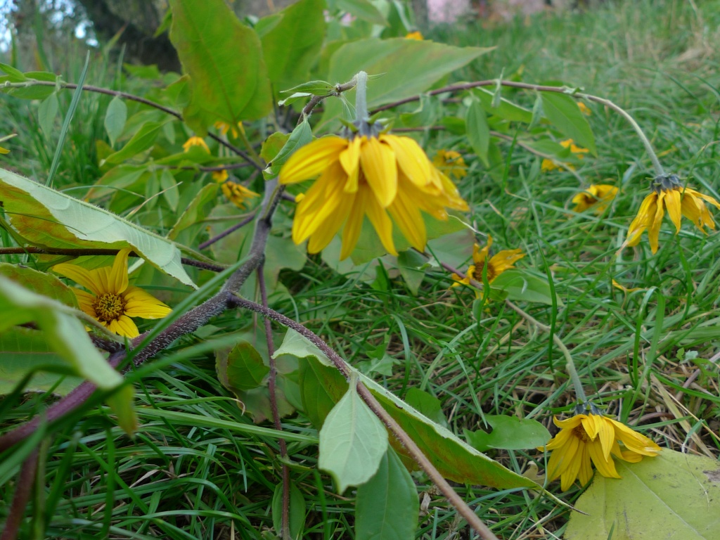 Slunečnice topinambur (Helianthus tuberosus)