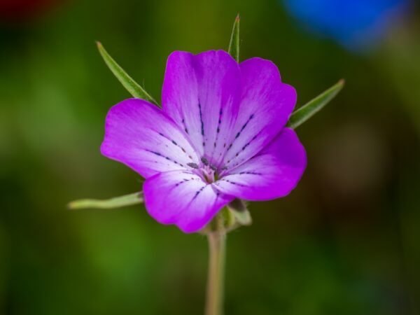 Koukol polní (Agrostemma githago)