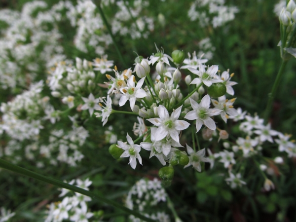 Pažitka čínská (Allium tuberosum)