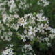 Pažitka čínská (Allium tuberosum)
