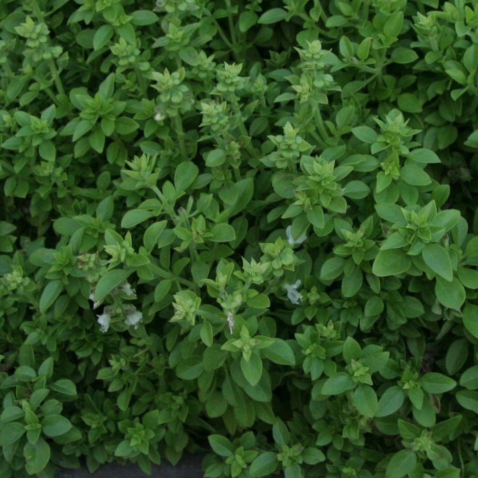 Bazalka pravá drobnolistá (Ocimum basilicum, compacta)