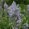 Ladoník (Camassia)