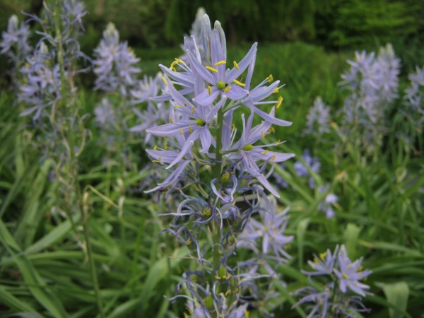 Ladoník (Camassia)