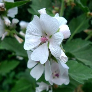 Proskurník lékařský (Althaea officinalis)